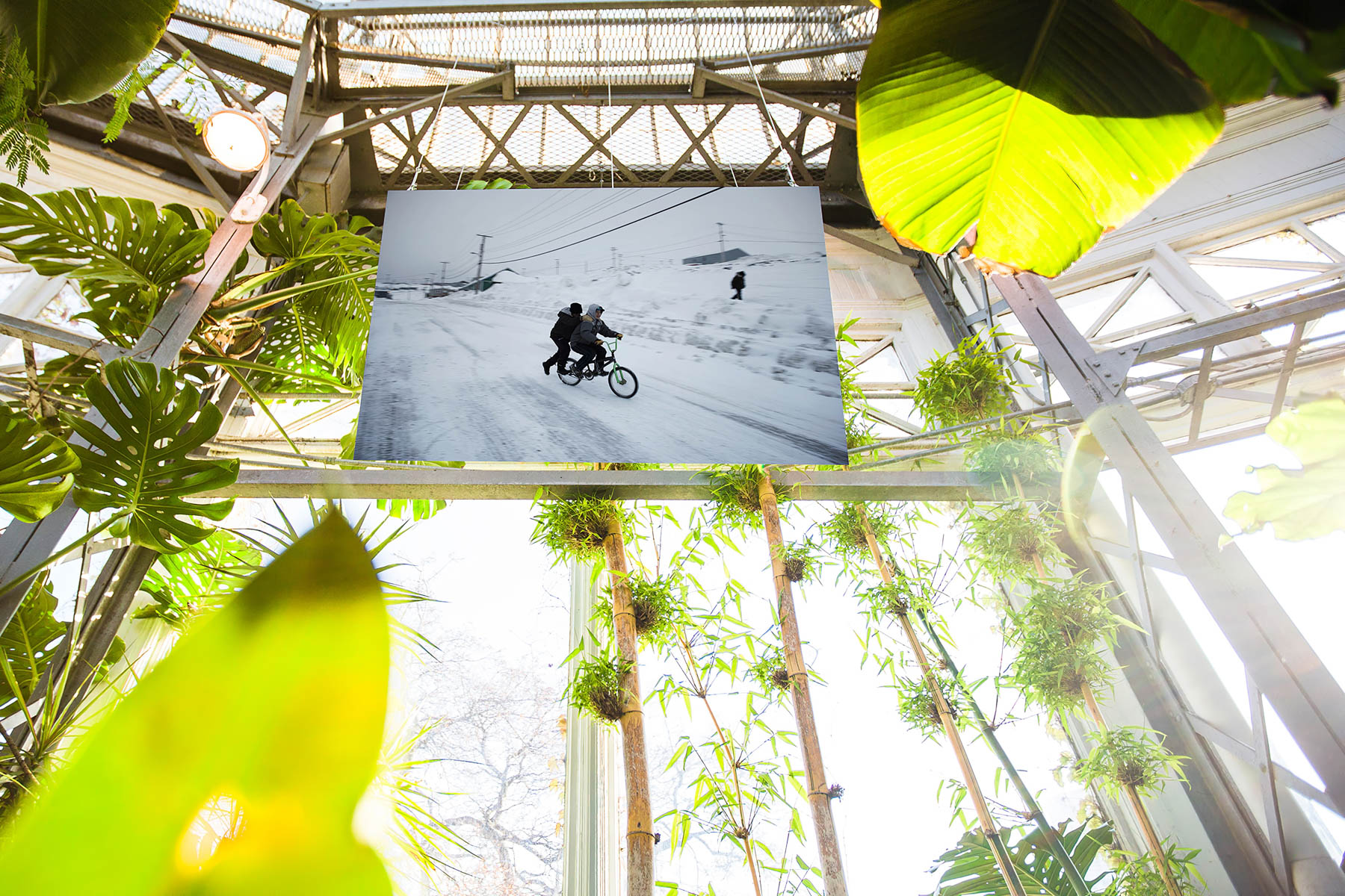 JasonvanBruggen.Ice-In-The-Palm-House-19